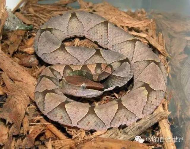 常见蛇类和易混蛇类总汇!