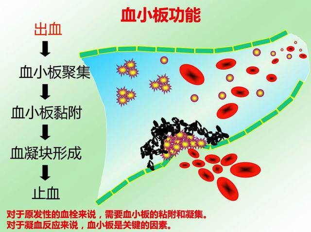 这是因为血小板会迅速向受伤的毛细血管处集合,将血液凝固凝固形