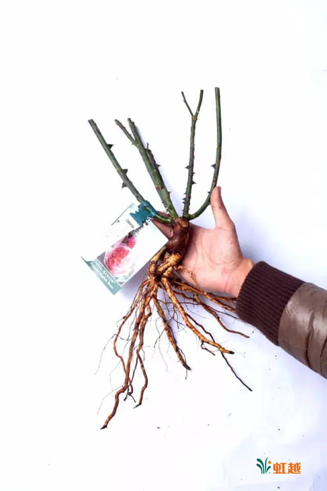 月季嫁接苗和扦插苗,究竟有什么不同?