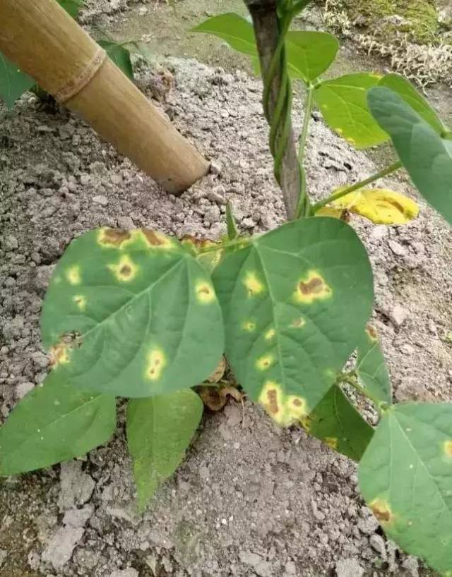 田间大豆实拍高清病虫害详解(强烈推荐)