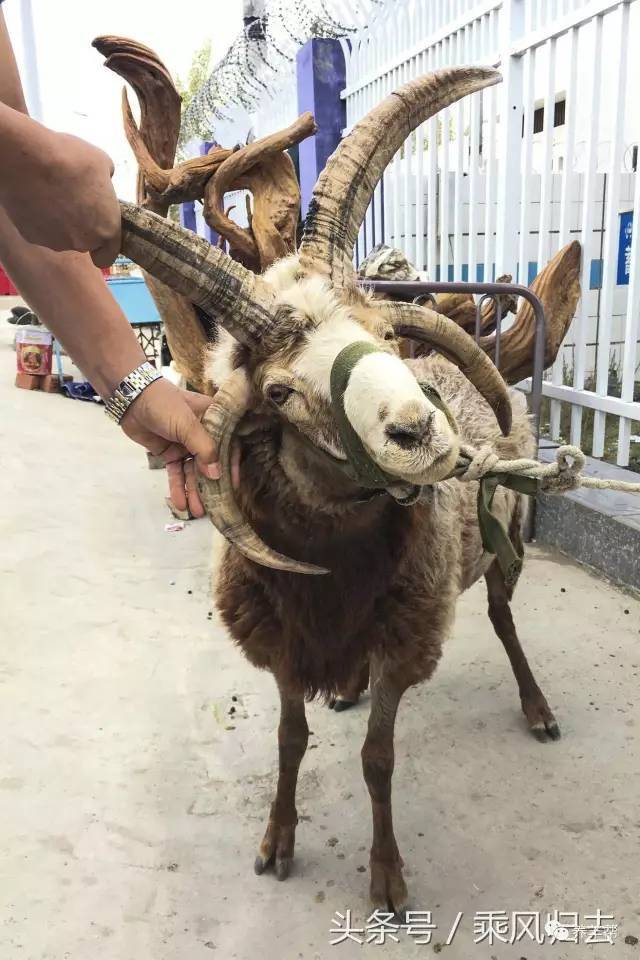 您与"四角神羊"的距离只有1块钱!