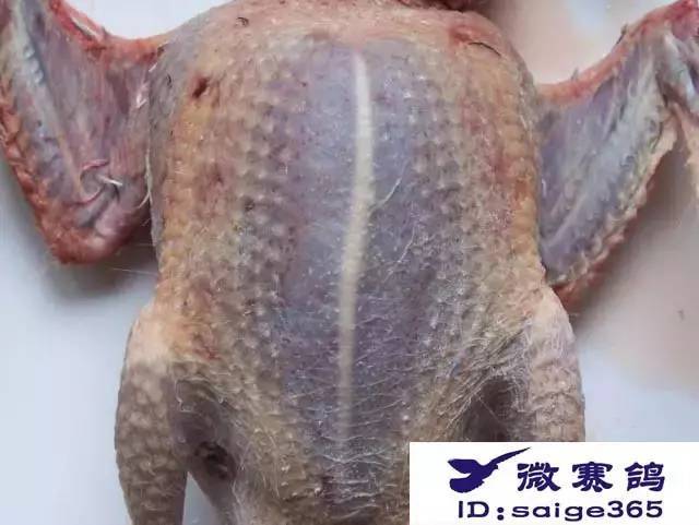 【经验】龙骨弯的赛鸽不可留!