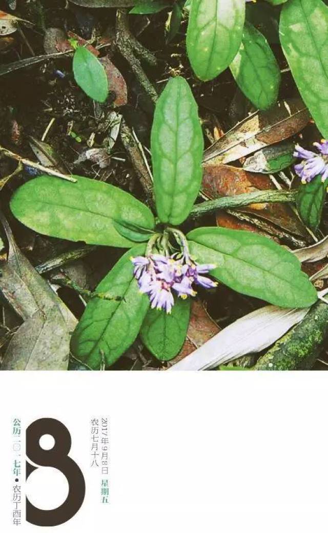 9月8日 | 大叶金牛 · 深圳植物日历