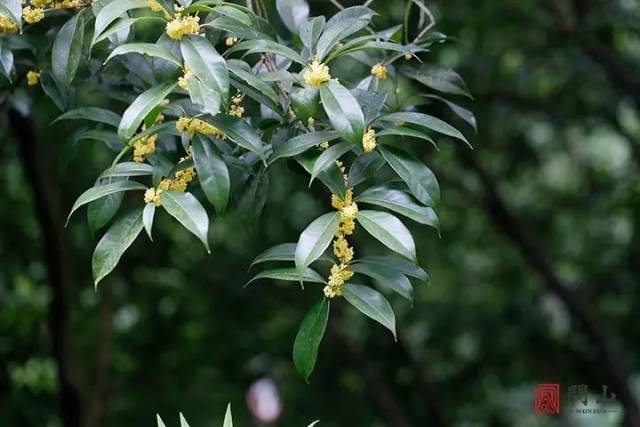 桂花树几月开花(桂花树是几月开花)