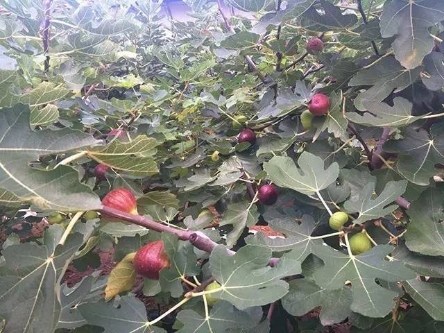 【采摘】无花果采摘园登陆大连,品尝新鲜水果,领略田园风情!