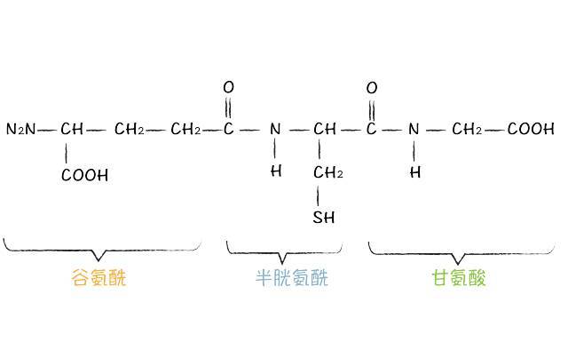 谷胱甘肽就是一种三肽,由 甘氨酸,半胱氨酸和谷氨酸三种氨基酸连接而