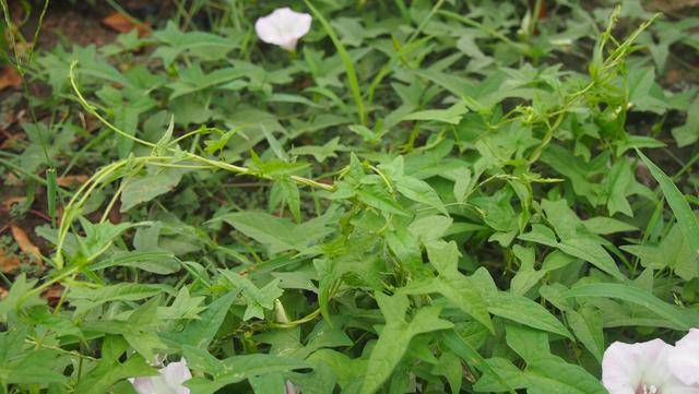 旋花:篱天剑斩妖除魔,大喇叭高奏凯歌