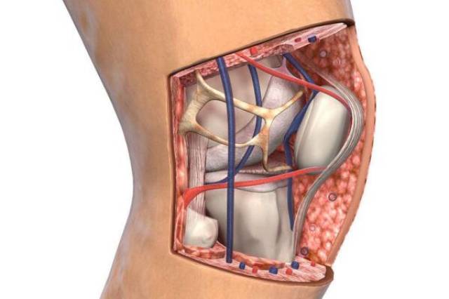 膝关节的前面观图片图片