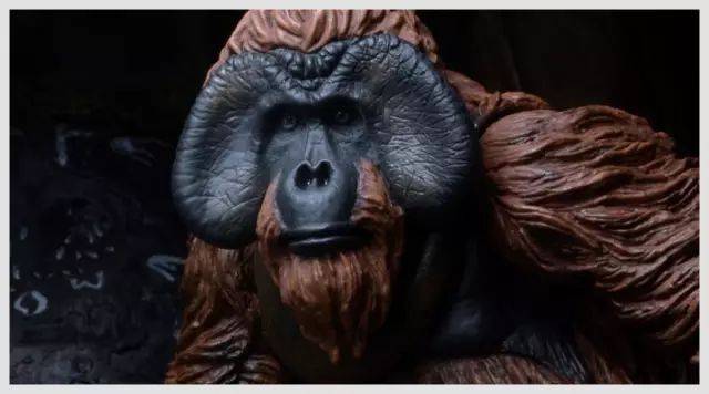 就是一只雄性大猿,因为拥有长长的艳丽红毛,又称红毛猩猩