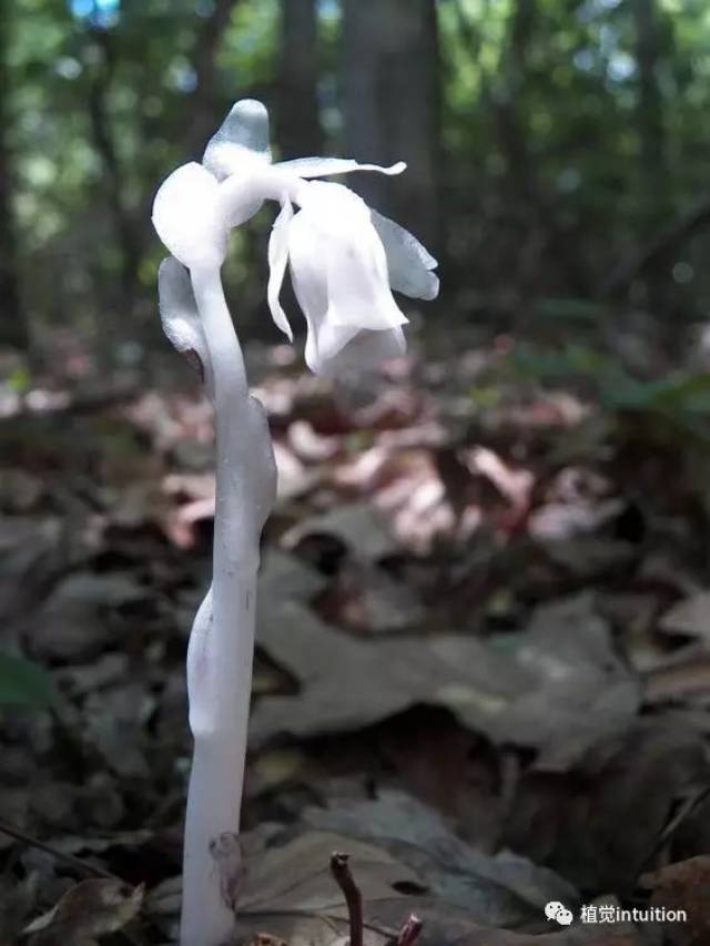 幽灵兰花语,水晶兰的花语,幽灵兰花_大山谷图库