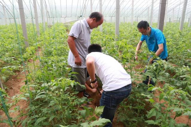 据朱兴森介绍,他在往年种植番茄时,经常出现死棵现象,2016年时死棵尤