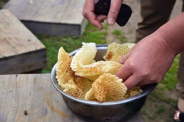 蜜蜂在辛勤酿蜜,养蜂人在用心酿造自己的生活!_手机搜狐网