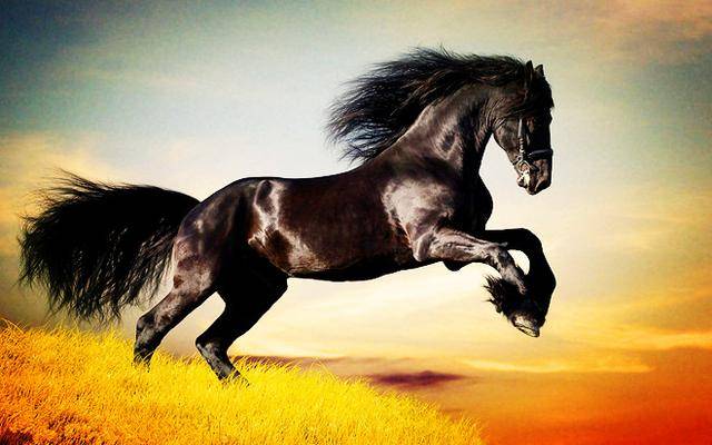 国向隋文帝进贡了一匹汗血宝马,长长的马鬃垂至地面,美其名曰:狮子骢