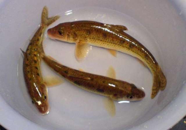 此鱼非常罕见 因身有七个黑点 故名"七星麻鱼"