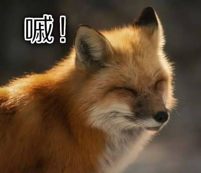 魔性表情包 狐狸图片