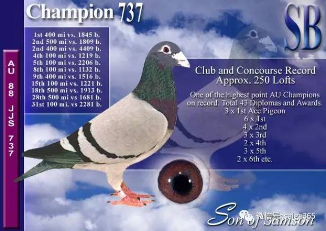 山普森420信鸽图片图片