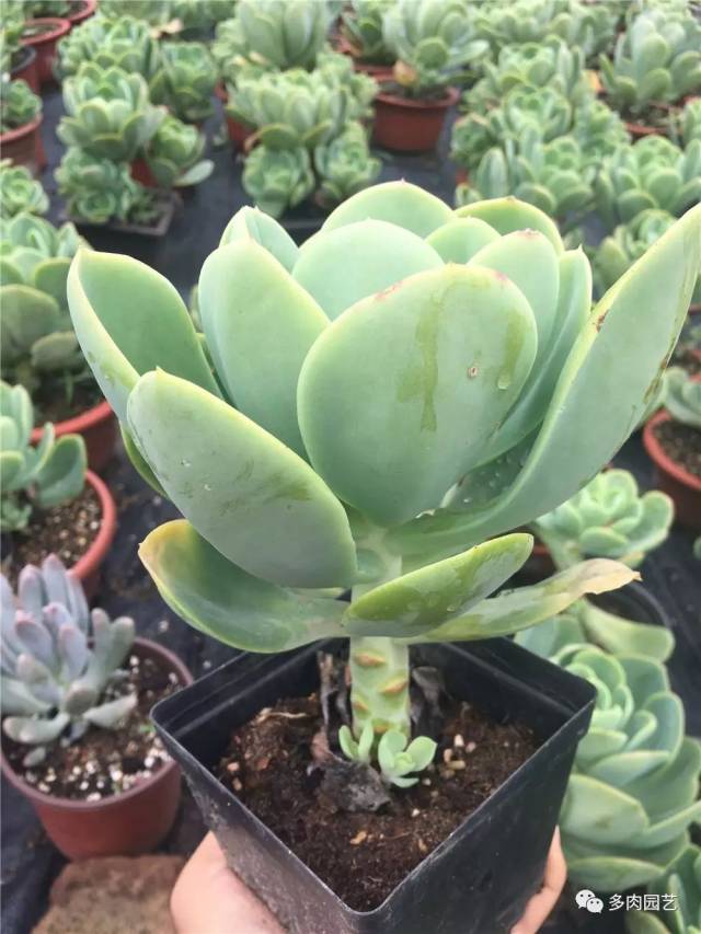 一句话,教会你如何把多肉养成大粗桩!
