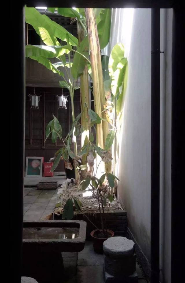 "丛蕉倚孤石,绿映闲庭宇 1>