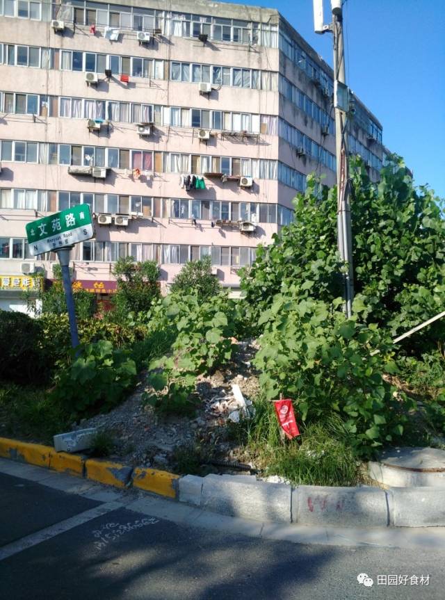 盐城市区育才路(文港路至文苑路)这一段比人高的围栏已经竖起来3个