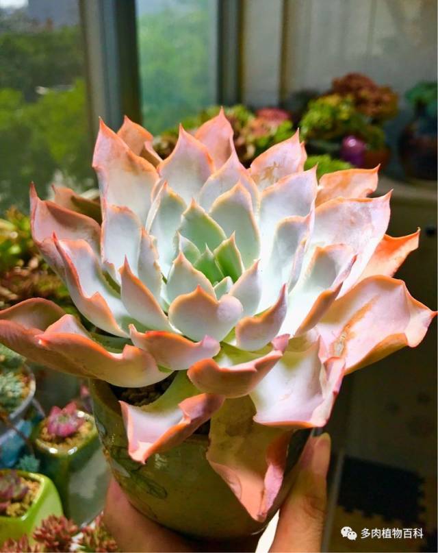 多肉美文:念你,只为光阴许我的柔情!