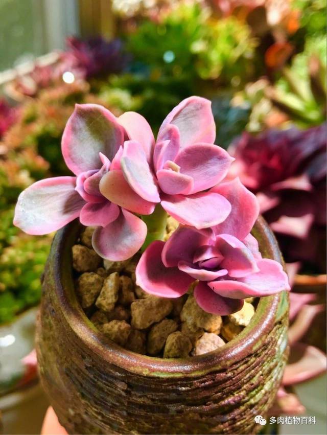 多肉美文:念你,只为光阴许我的柔情!