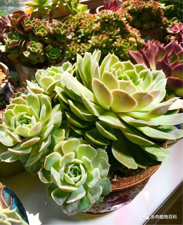 多肉美文:念你,只为光阴许我的柔情!