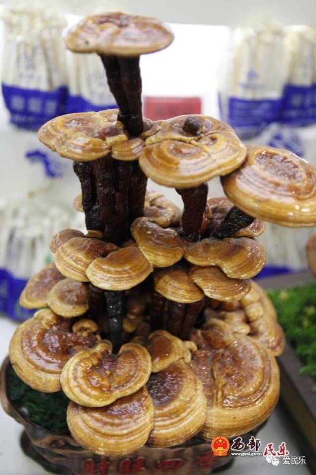 【城事】民乐县特色农产品亮相省农博会受亲睐