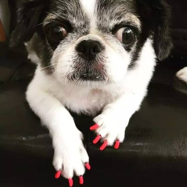 狗狗都做美甲了,你还好意思素手吗?