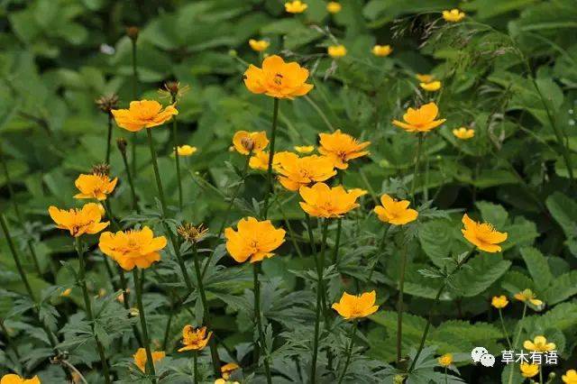 我們穿過花海,見到了天池