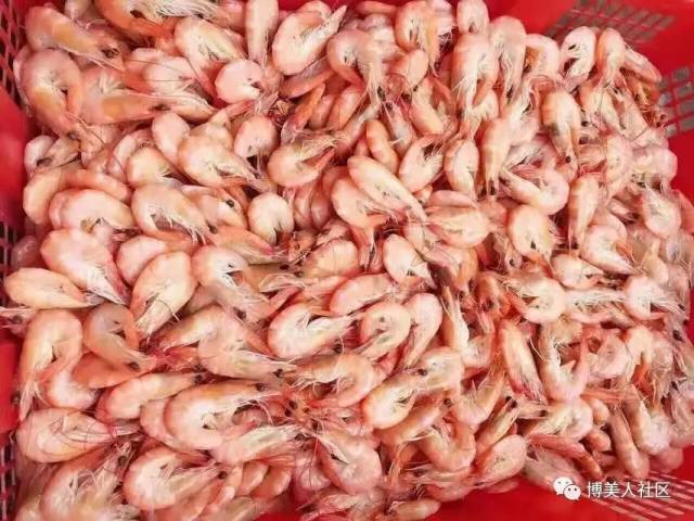 博美虾饼经济:一个八月半不止800万?