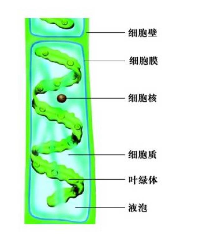 水棉细胞结构图图片