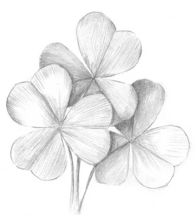 零基础教程:素描三叶草的绘画教程