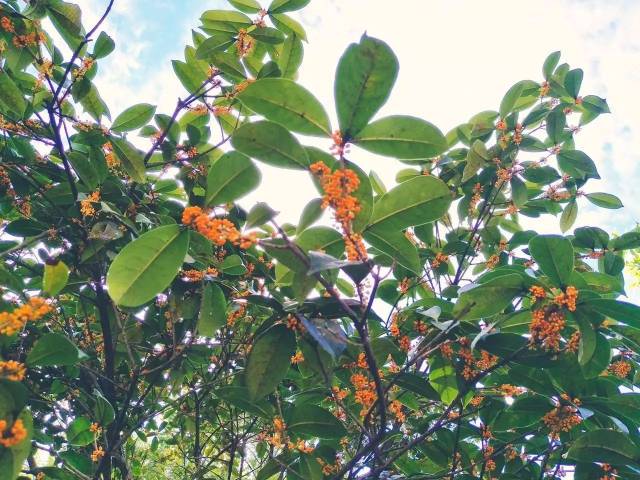 ▼▼▼ 這就是桂花香 川農老校區,張家山,烈士陵園 桃花巷,雅洲大道