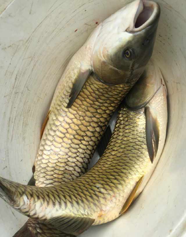 高山水库钓到20斤大草鱼,还碰到团鱼下蛋