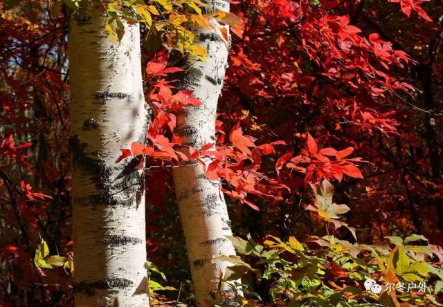 10月1日 醉美紅葉谷賞秋—吉林舒蘭紅葉谷 新安