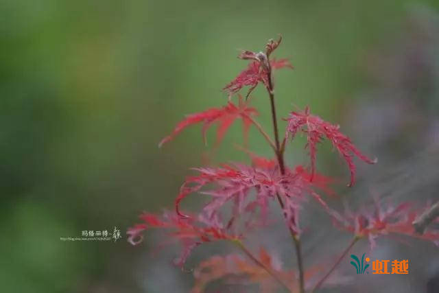 花之信-红枫的叶子,摘不摘?