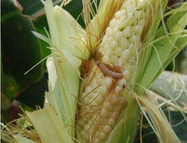 玉米钻心虫喷雾用什么药效果好_手机搜狐网