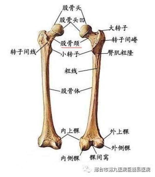 人生最后一次骨折———股骨颈骨折