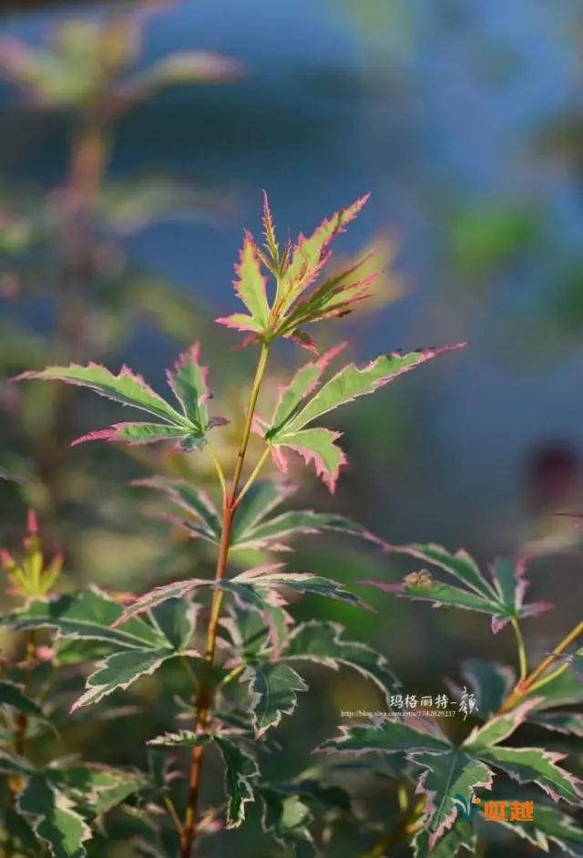 红舞姬