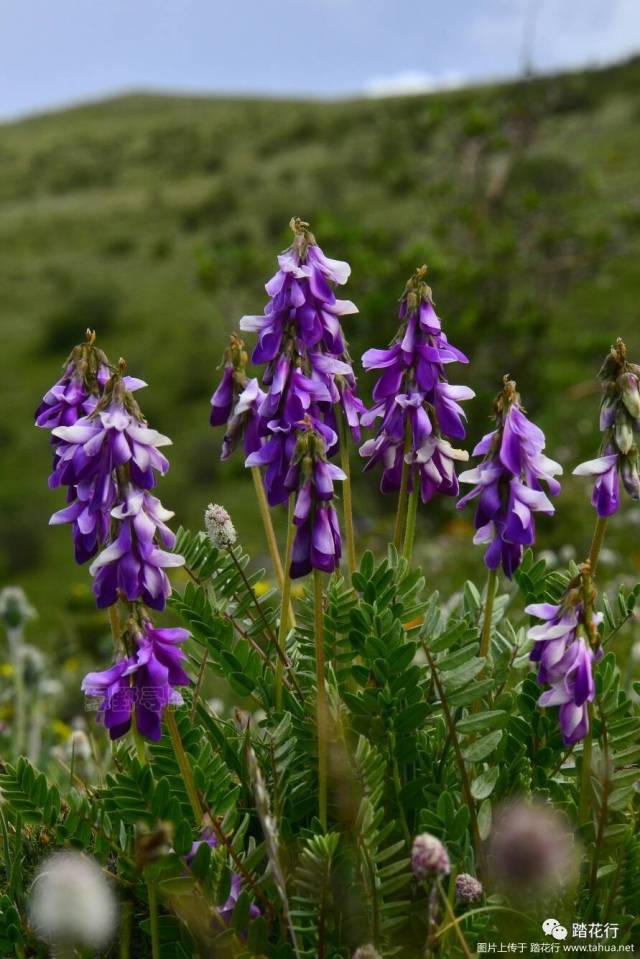 玉树野生植物掠影(上)