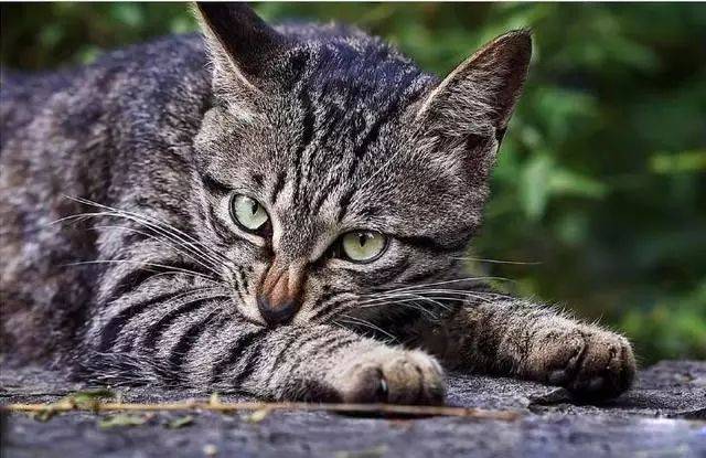 认识一下狸花猫，我国唯一被世界认可的猫咪，有大长腿_搜狐网