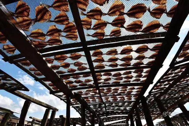 仰拍晒鱼架,一排排鱼在烈日下接受暴晒.