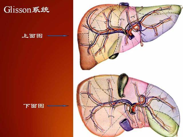 画出肝脏工字结构图片