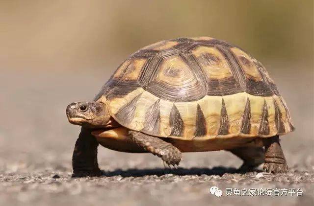 挺胸陆龟体长可达30cm,雄性体型一般大于雌性,寿命据称为32年.