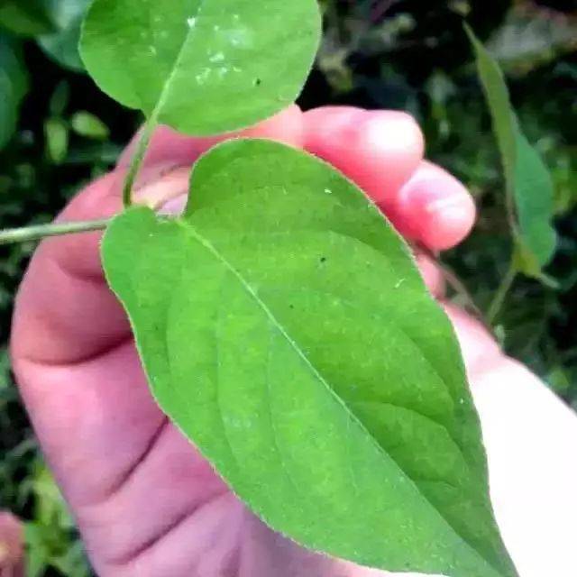 海南特色的鸡屎藤月饼