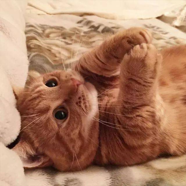 这对来自日本的"曼切堪短腿猫",简直太有爱了!