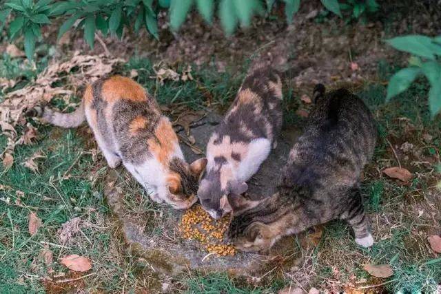 认识一下狸花猫，我国唯一被世界认可的猫咪，有大长腿_搜狐网