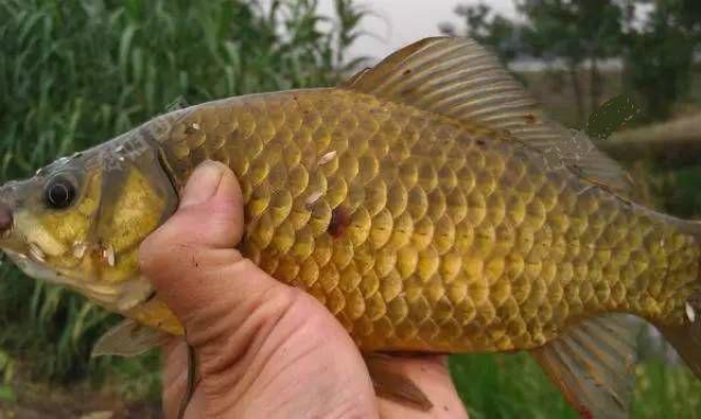 金黄透亮,这种体色的鲫鱼,西安已经很久没见了