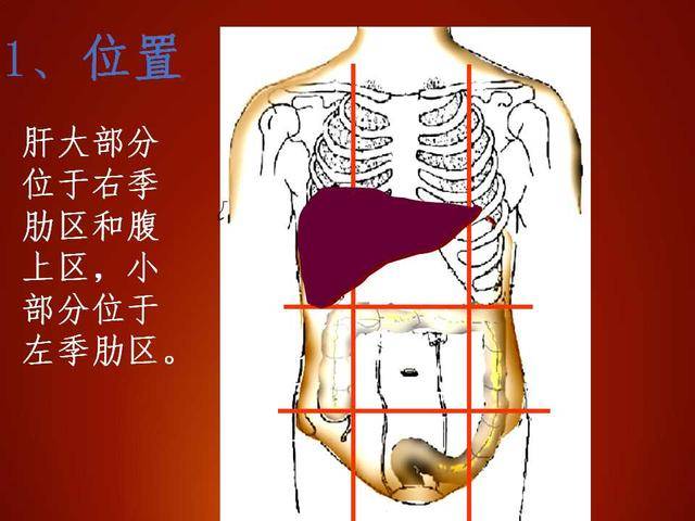 肝左叶工字形结构图片