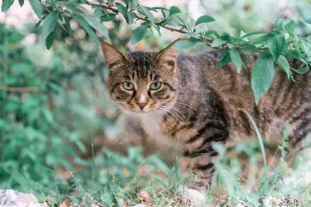 认识一下狸花猫，我国唯一被世界认可的猫咪，有大长腿_搜狐网
